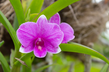 Beautiful orchid flowers on the street © chiew