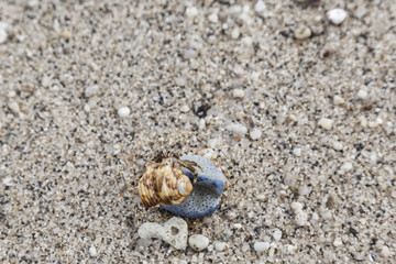 Hermit crab