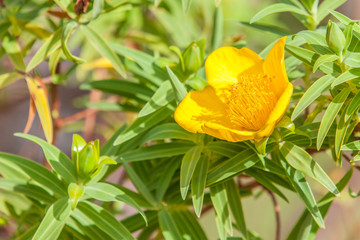  Fleur jaune, Hypericum lanceolatum Lam, angustifolium 