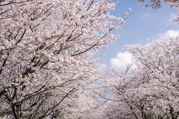ソメイヨシノ並木と空