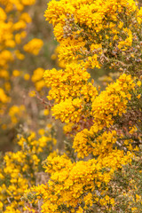  buisson d'ajonc épineux jaune d'or d'Europe 