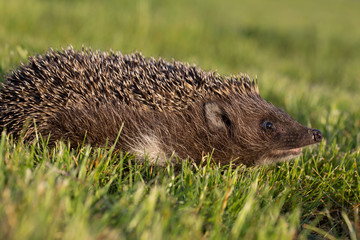 hedgehog in the grass