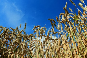 Weizenfeld in Schleswig - Holstein kurz vor der Ernte