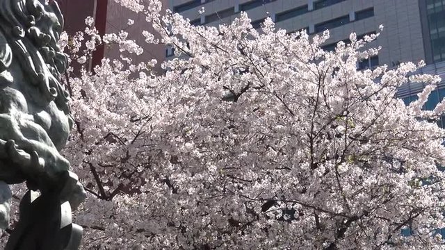 日本橋の桜と狛犬像 - 4K