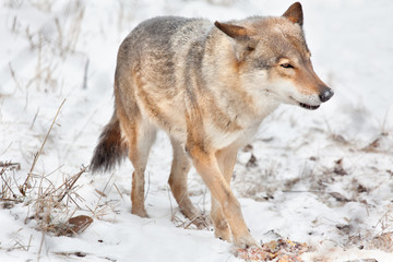 hungry wolf