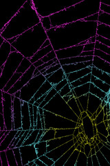 クモの巣　背景