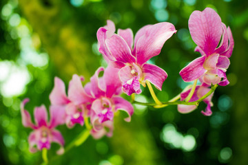 Fototapeta na wymiar beautiful orchid with natural background
