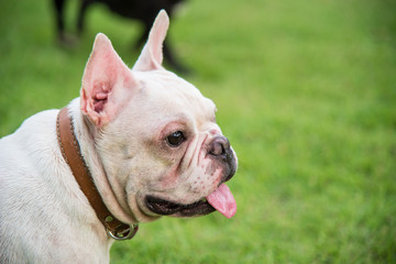 Obraz premium french bulldog face