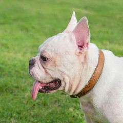 french bulldog on  grass field