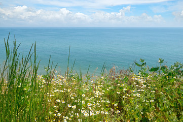 Fototapeta na wymiar sea and beach with daisies