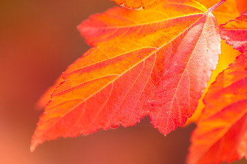 Macro of Beautiful Autumn leaves on defocused background -