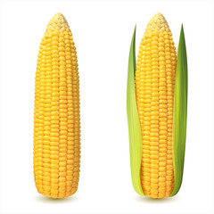 Corn cobs on white background. Vector set.