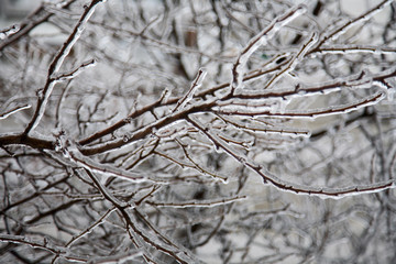  ice on twig of  tree