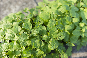 Flower box with melissa herb