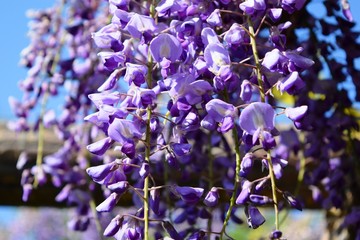 Fototapeta na wymiar フジの花／山形県の鶴岡公園で、綺麗な「フジの花」を撮影した写真です。