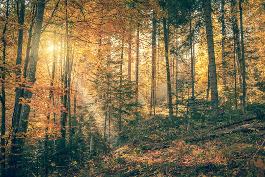 Morning in Wild Old Forest, Autumn season, real sunbeam,