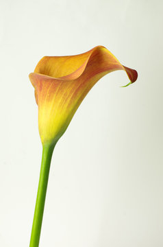 orange calla