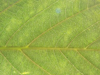Leaf texture
