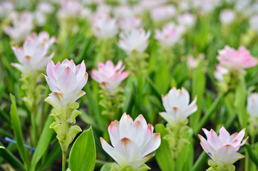 White Siam tulip garden in thailand