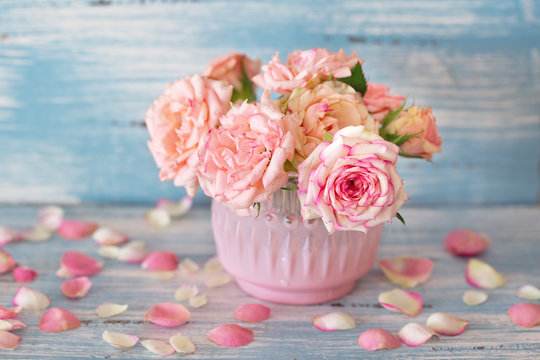 Beautiful fresh pink roses in a vase  on a blue background . 