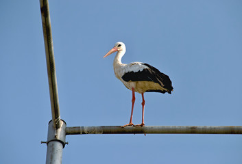 White stork