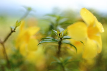Allamanda cathartica