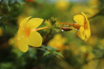 Allamanda cathartica