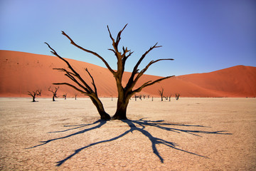 Fototapeta na wymiar A camel thorn tree in the Deadvlei