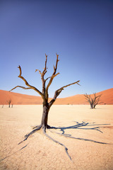 A camel thorn tree in the Deadvlei in the morning