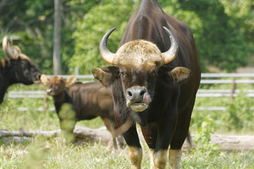 Malayan Gaur