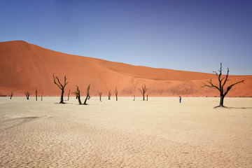 Deadvlei Valley, Sossusvlei dunes, Namib desert, Namibia