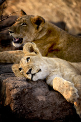 Lion cubs, Zimbabwe