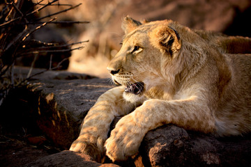 Fototapeta na wymiar Lion cub, Zimbabwe