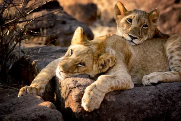 Foto op Aluminium Twee leeuwenwelpen rusten uit, Zimbabwe © alexpermyakov