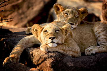 Two lions have a nap