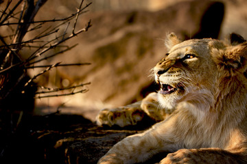 Naklejka na ściany i meble Lion cub, Zimbabwe