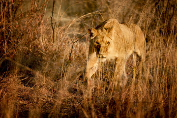 Young lioness in savannah, Zimbabwe