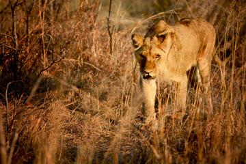 Young lioness in savannah, Zimbabwe