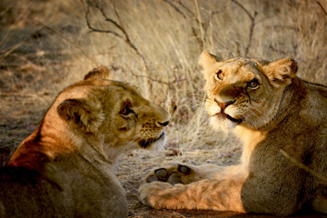 Two young lions laying