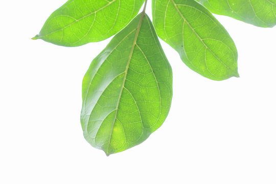 green leaf on white background