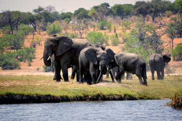 Elephants, Chobe national park, Botswana