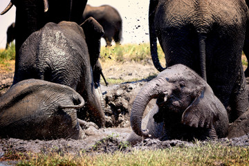 Elephant calf plays in dirt, Chobenational park, Botswana
