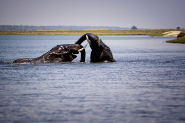 Elephants swim and play in water, Chobe national park, Botswana