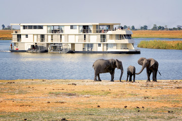 Naklejka premium Elephants and tourists on the banks of Chobe river