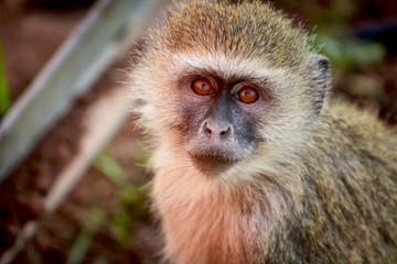 Green monkey, Chobe national park, Botswana