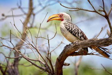 A hornbill in the African savanna