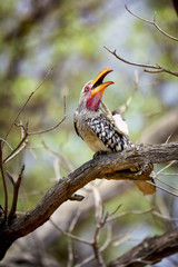 A hornbill on the branch