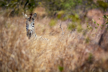 A zebra looking at the tourist in the African savanna