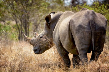 A huge wild rhino in the African savanna