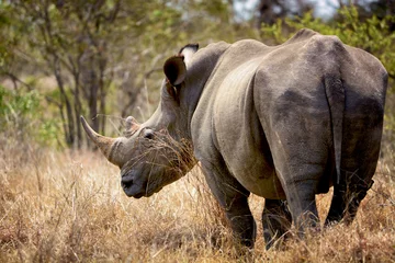Papier peint photo autocollant rond Rhinocéros A huge wild rhino in the African savanna